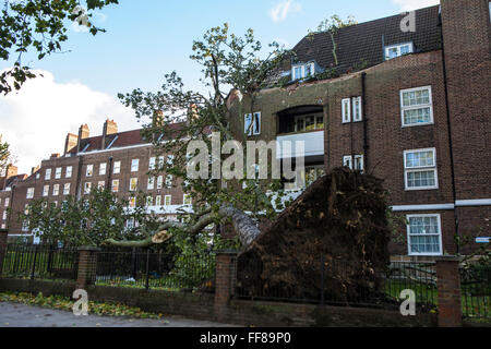 Un grand arbre avec ses racines arrachés du sol, déracinés sur Stamford Hill Estate, Londres, Royaume-Uni. De graves dommages causés par la tempête. Banque D'Images