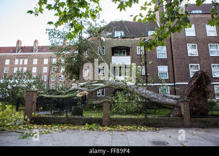 Un grand arbre avec ses racines arrachés du sol, déracinés sur Stamford Hill Estate, Londres, Royaume-Uni. De graves dommages causés par la tempête. Banque D'Images