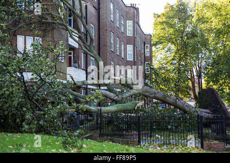 Un grand arbre avec ses racines arrachés du sol, déracinés sur Stamford Hill Estate, Londres, Royaume-Uni. De graves dommages causés par la tempête. Banque D'Images