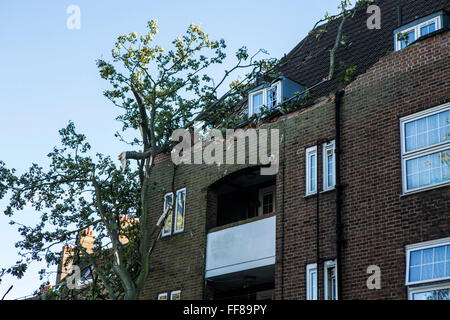 Un grand arbre avec ses racines arrachés du sol, déracinés sur Stamford Hill Estate, Londres, Royaume-Uni. De graves dommages causés par la tempête. Banque D'Images