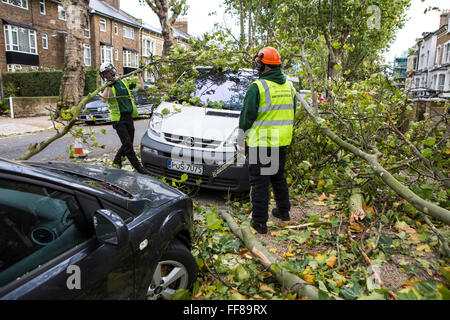 Coupe des travailleurs jusqu'à un grand arbre avec ses racines arrachés du sol, déracinés sur Stamford Hill Estate, Londres, Royaume-Uni. De graves dommages causés par la tempête. Banque D'Images