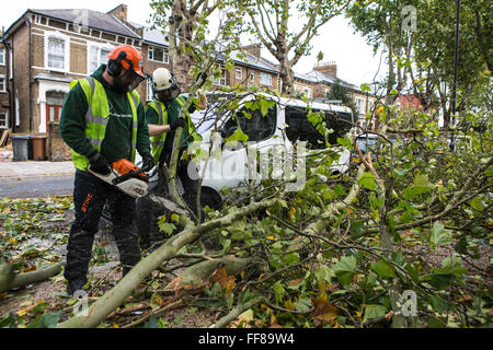 Coupe des travailleurs jusqu'à un grand arbre avec ses racines arrachés du sol, déracinés sur Stamford Hill Estate, Londres, Royaume-Uni. De graves dommages causés par la tempête. Banque D'Images