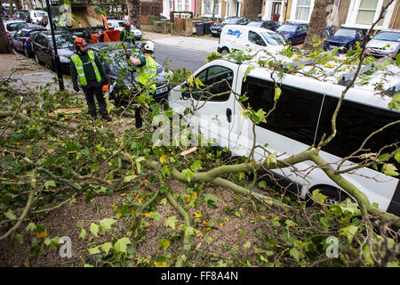 Coupe des travailleurs jusqu'à un grand arbre avec ses racines arrachés du sol, déracinés sur Stamford Hill Estate, Londres, Royaume-Uni. De graves dommages causés par la tempête. Banque D'Images