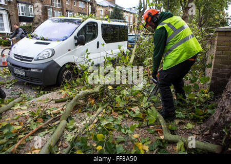 Coupe des travailleurs jusqu'à un grand arbre avec ses racines arrachés du sol, déracinés sur Stamford Hill Estate, Londres, Royaume-Uni. De graves dommages causés par la tempête. Banque D'Images