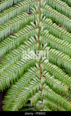 Fougère verte libre avec de petites feuilles abstract background. Banque D'Images