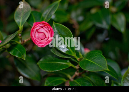 Chamellia rouge et blanc rouge et blanc gros plan de fleurs motif. Banque D'Images