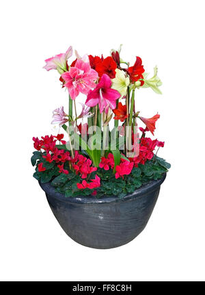 Amaryllis fleur bouquet de Noël en pot avec de l'amaryllis fleurs de cyclamen et isolé sur blanc. Banque D'Images