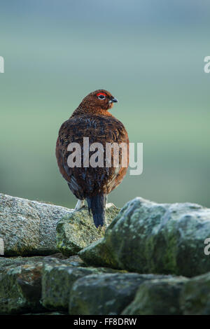 Vue arrière d'un mâle lagopède des saules, nom latin Lagopus lagopus scotica, debout sur un mur de pierre Banque D'Images