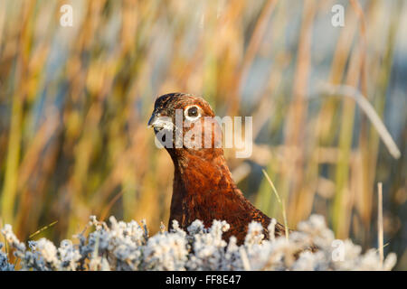 Tétras mâle, rouge, nom latin Lagopus lagopus scotica, dans la chaude lumière, montrant de la tête et du cou au-dessus frost couverts heather Novembre Banque D'Images