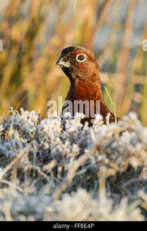 Tétras mâle, rouge, nom latin Lagopus lagopus scotica, dans la chaude lumière, montrant de la tête et du cou au-dessus frost couverts heather Novembre Banque D'Images