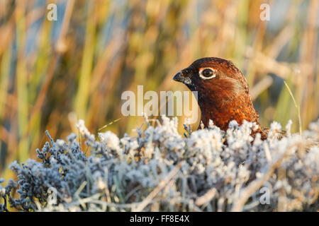 Tétras mâle, rouge, nom latin Lagopus lagopus scotica, dans la chaude lumière, montrant de la tête et du cou au-dessus frost couverts heather Novembre Banque D'Images