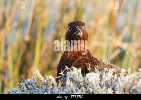 Tétras mâle, rouge, nom latin Lagopus lagopus scotica, dans la chaude lumière, montrant de la tête et du cou au-dessus frost couverts Heather Banque D'Images