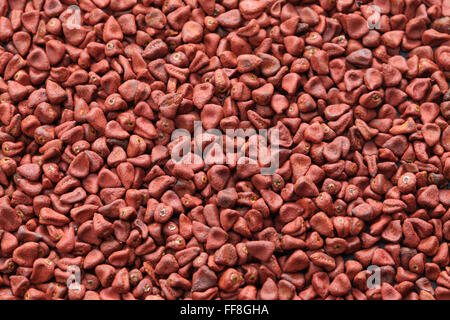 Graines, graines de rocou achiote, Bixa orellana seeds Banque D'Images