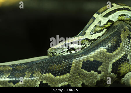 Python birman vert Banque D'Images