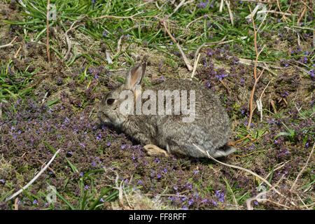 Lapin parmi les fleurs sauvages sur l'île Skomer à Pembrokeshire, au pays de Galles, au Royaume-Uni Banque D'Images