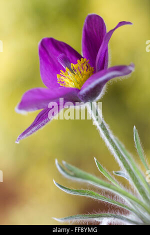 Pulsatilla, également connu comme le Pasque flower Banque D'Images