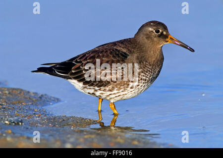 Bécasseau violet (Calidris maritima) portrait en plumage d'hiver Banque D'Images