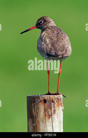 Chevalier gambette (Tringa totanus) en plumage nuptial perché sur piquet au printemps Banque D'Images