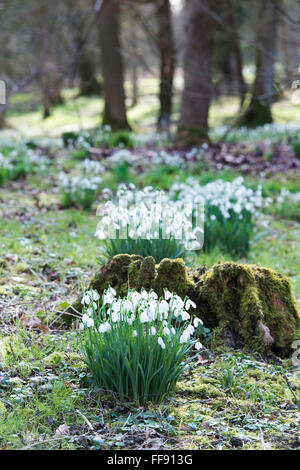 Galanthus. Perce-neige dans une ancienne forêt. Cotswolds, Royaume-Uni Banque D'Images