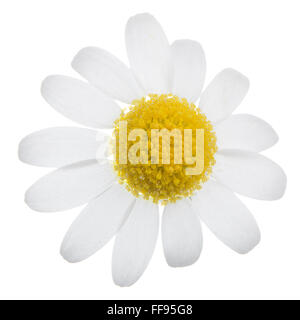 Vue de profil d'une belle fleur daisy blanc isolé sur fond blanc. Banque D'Images