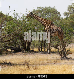 Plus grand animal vivant dans le monde, des muscles du cou extrêmement grand adore manger les feuilles des arbres Acacia laissant les épines Banque D'Images