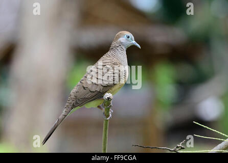 Zebra dove, (Geopelia striata) ,seul oiseau assis sur une branche, Koh Samui, Thaïlande Banque D'Images