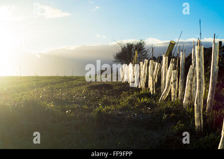 Couverture nouvellement plantées dans la campagne anglaise. Une scène rurale avec des tubes de capture la lumière du soleil la protection des jeunes arbres sur les terres agricoles Banque D'Images