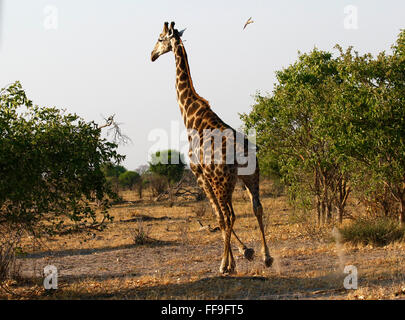 Plus grand animal vivant dans le monde, des muscles du cou extrêmement grand adore manger les feuilles des arbres Acacia laissant les épines Banque D'Images