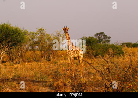 Plus grand animal vivant dans le monde, des muscles du cou extrêmement grand adore manger les feuilles des arbres Acacia laissant les épines Banque D'Images