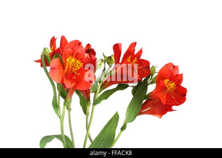 L'alstromeria rouge fleurs sur fond blanc Banque D'Images