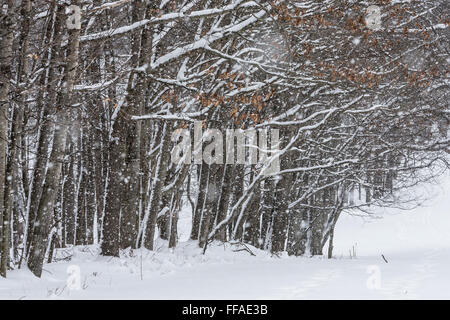 S'accrocher à la neige des branches d'arbre de chêne pendant une tempête de neige dans le centre de Michigan, USA Banque D'Images