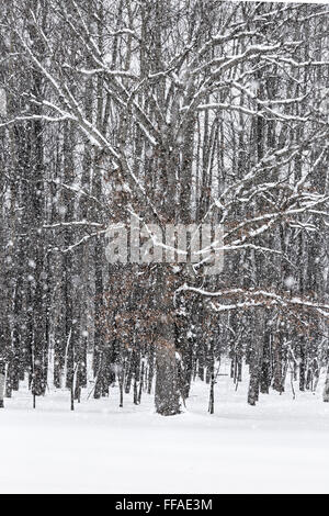 S'accrocher à la neige des branches d'arbre de chêne pendant une tempête de neige dans le centre de Michigan, USA Banque D'Images