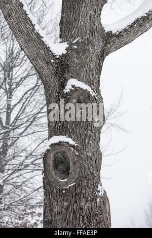 Oak tree, avec les branches sur le tronc pendant une tempête de neige dans le centre de Michigan, USA Banque D'Images