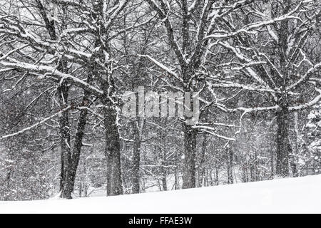 S'accrocher à la neige des branches d'arbre de chêne pendant une tempête de neige dans le centre de Michigan, USA Banque D'Images