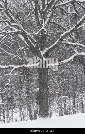 S'accrocher à la neige des branches d'arbre de chêne pendant une tempête de neige dans le centre de Michigan, USA Banque D'Images