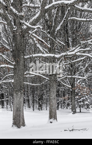 La neige s'accrocher à White Oak, Quercus alba, branches d'arbre pendant une tempête de neige dans le centre de Michigan, USA Banque D'Images