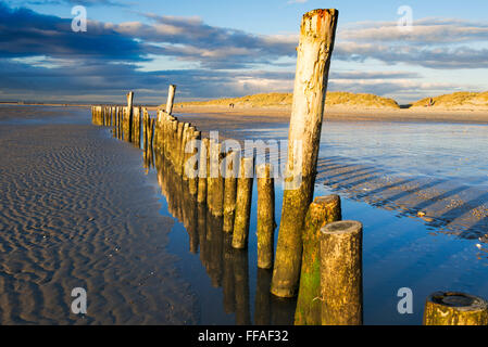Poteaux de bois à marée basse sur un bel après-midi d'hiver à West Wittering beach Banque D'Images