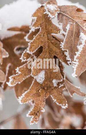 Frosty feuilles de chêne blanc Quercus alba, sur un jour d'hiver à Central Michigan, USA Banque D'Images