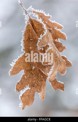 Frosty feuilles de chêne blanc Quercus alba, sur un jour d'hiver à Central Michigan, USA Banque D'Images