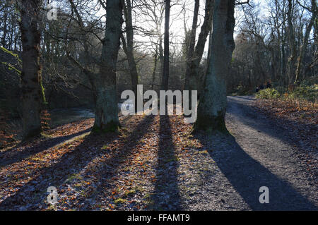 De longues ombres dans les arbres à Plessey Bois près de Morpeth, Northumberland Banque D'Images
