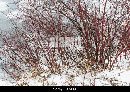 Cornouiller stolonifère Cornus, sericia ou Cornus stolonifera, en hiver dans les lacs près de Stanwood, Michigan, USA Banque D'Images