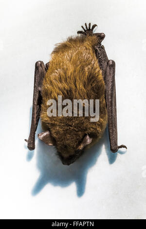 La petite chauve-souris brune, Myotis lucifugus, accroché à l'envers à l'isolation dans un grenier, la Central Michigan, USA Banque D'Images