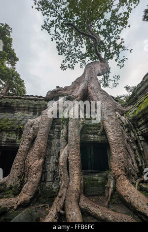 Strangler fig, jour de pluie, Ta Prohm Temple, Angkor Thom, Siem Reap, Cambodge Banque D'Images