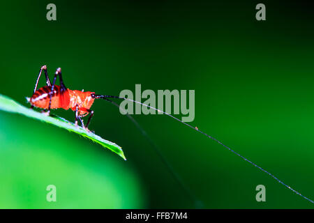 La petite sauterelle rouge debout sur le congé Banque D'Images