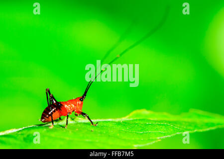 La petite sauterelle rouge debout sur le congé Banque D'Images