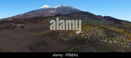 Paysage volcanique avec île des pins (Pinus canariensis), le volcan Pico de Teide et Pico Vieja derrière, avec de la neige Banque D'Images