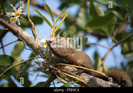 Pallas ou l'écureuil à ventre rouge ( Callosciurus erythraeus écureuil ) Banque D'Images