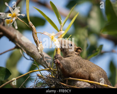 Pallas ou l'écureuil à ventre rouge ( Callosciurus erythraeus écureuil ) Banque D'Images