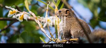 Pallas ou l'écureuil à ventre rouge ( Callosciurus erythraeus écureuil ) Banque D'Images