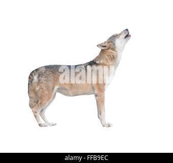 Gray wolf howling isolé sur fond blanc Banque D'Images